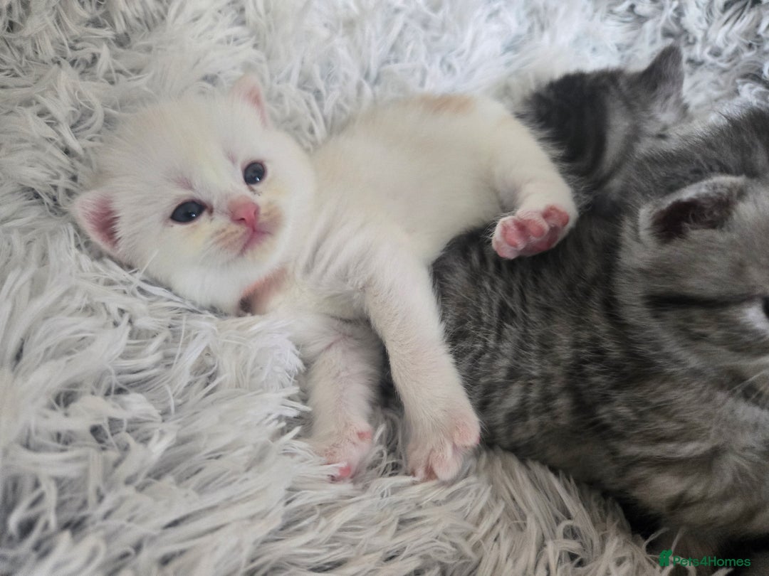 Persian cats for sale: Persian babies x - Image 15