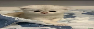 Scottish Fold 2