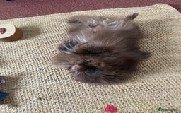 Pomeranian dogs for sale: Adorable pair of 1 year old Pomeranian boys!  - Image 9