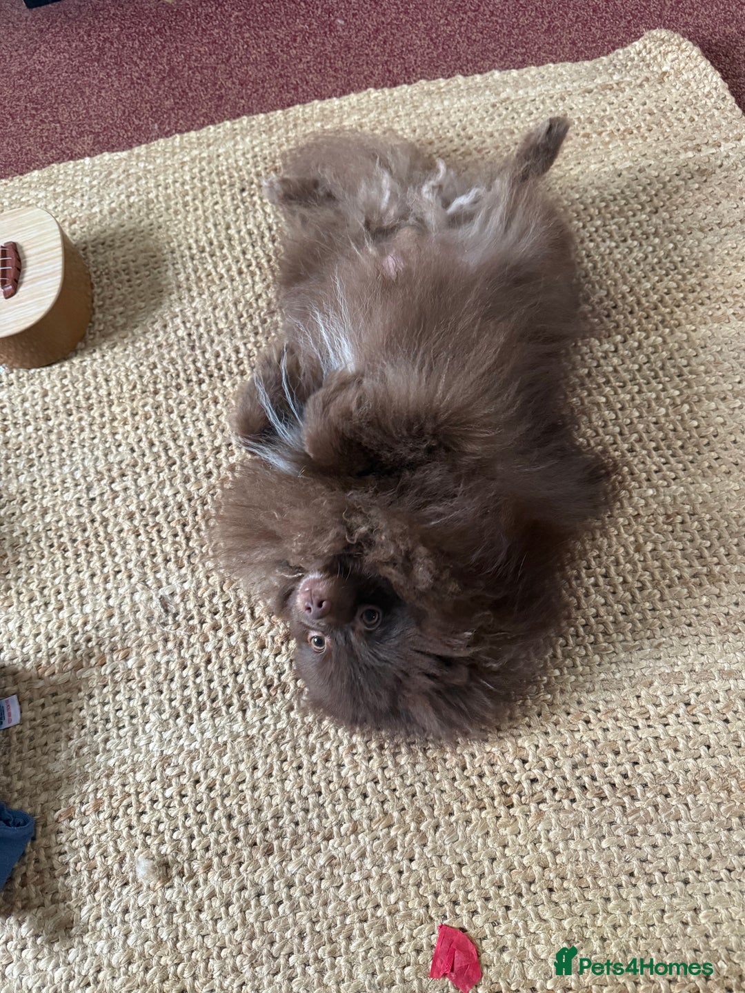 Pomeranian dogs for sale: Adorable pair of 1 year old Pomeranian boys!  - Image 9