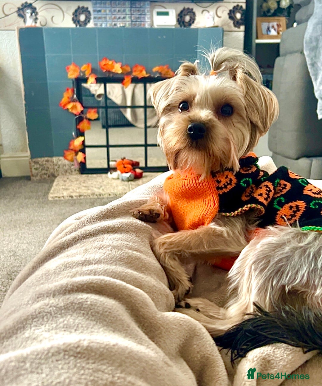 Yorkshire Terrier dogs for sale: Yorkshire Terrier, Female - Full Sized - 1yr old  - Advert 10