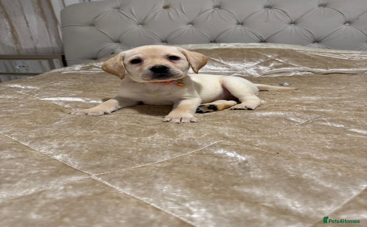 Labrador Retriever dogs - Advert 3