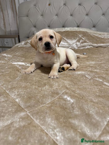 Labrador Retriever dogs - Advert 3