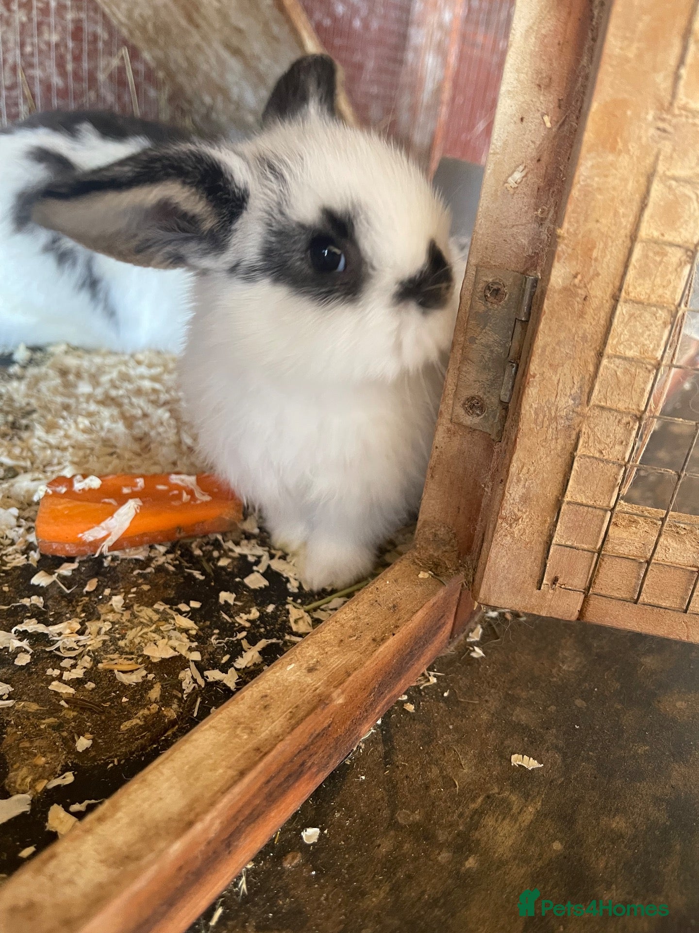 Mini Lop rabbits Mini lop rabbits - Advert 6