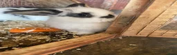 Mini Lop rabbits for sale: Mini lop rabbits - Advert 1