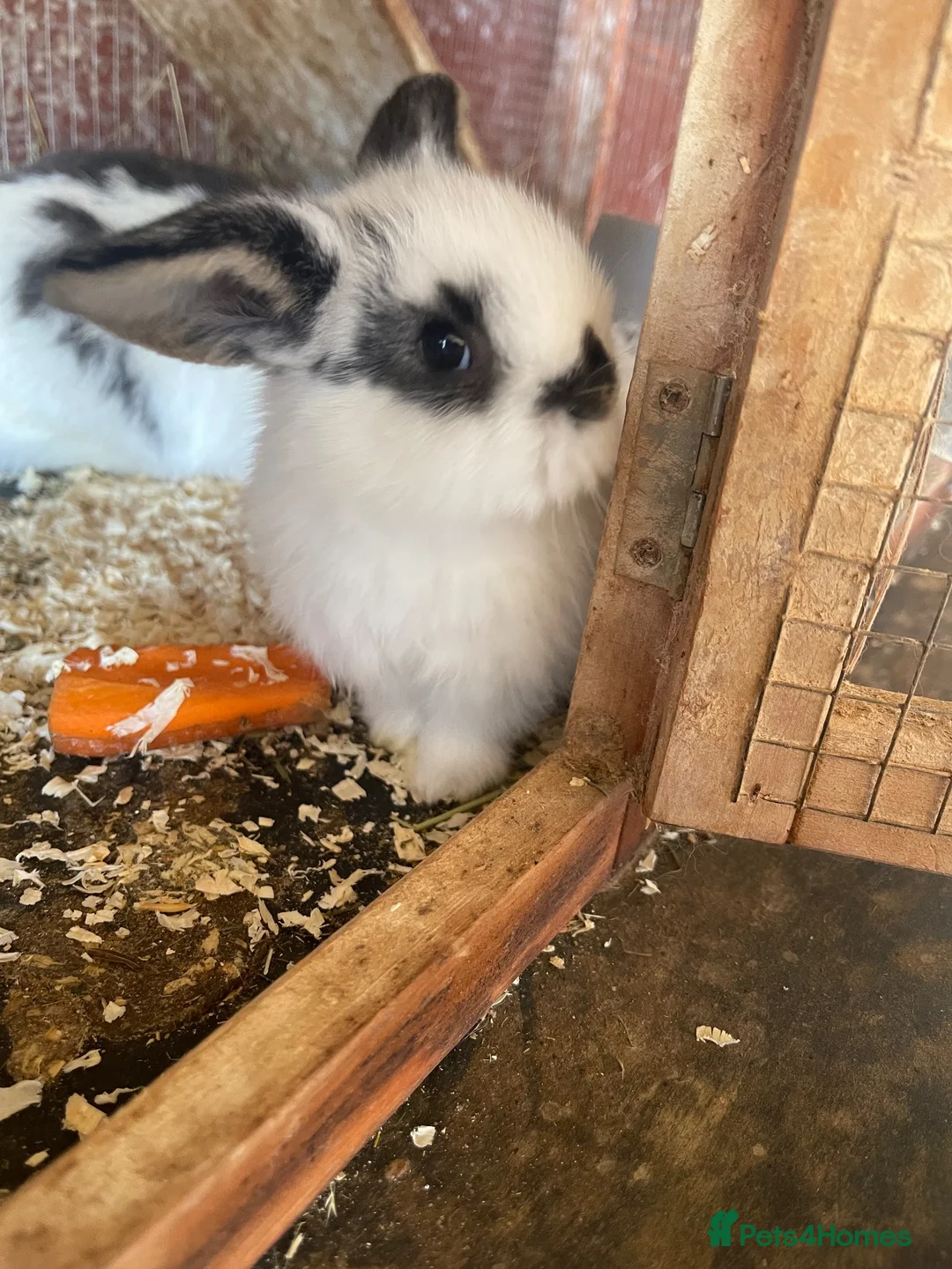 Mini Lop rabbits for sale: Mini lop rabbits - Advert 1