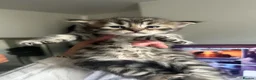 Savannah cats for sale: 3 f3 savannah cats!!  - Advert 4