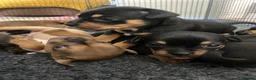 Mixed Breed dogs for sale: Frenchie Cross puppies - Advert 7