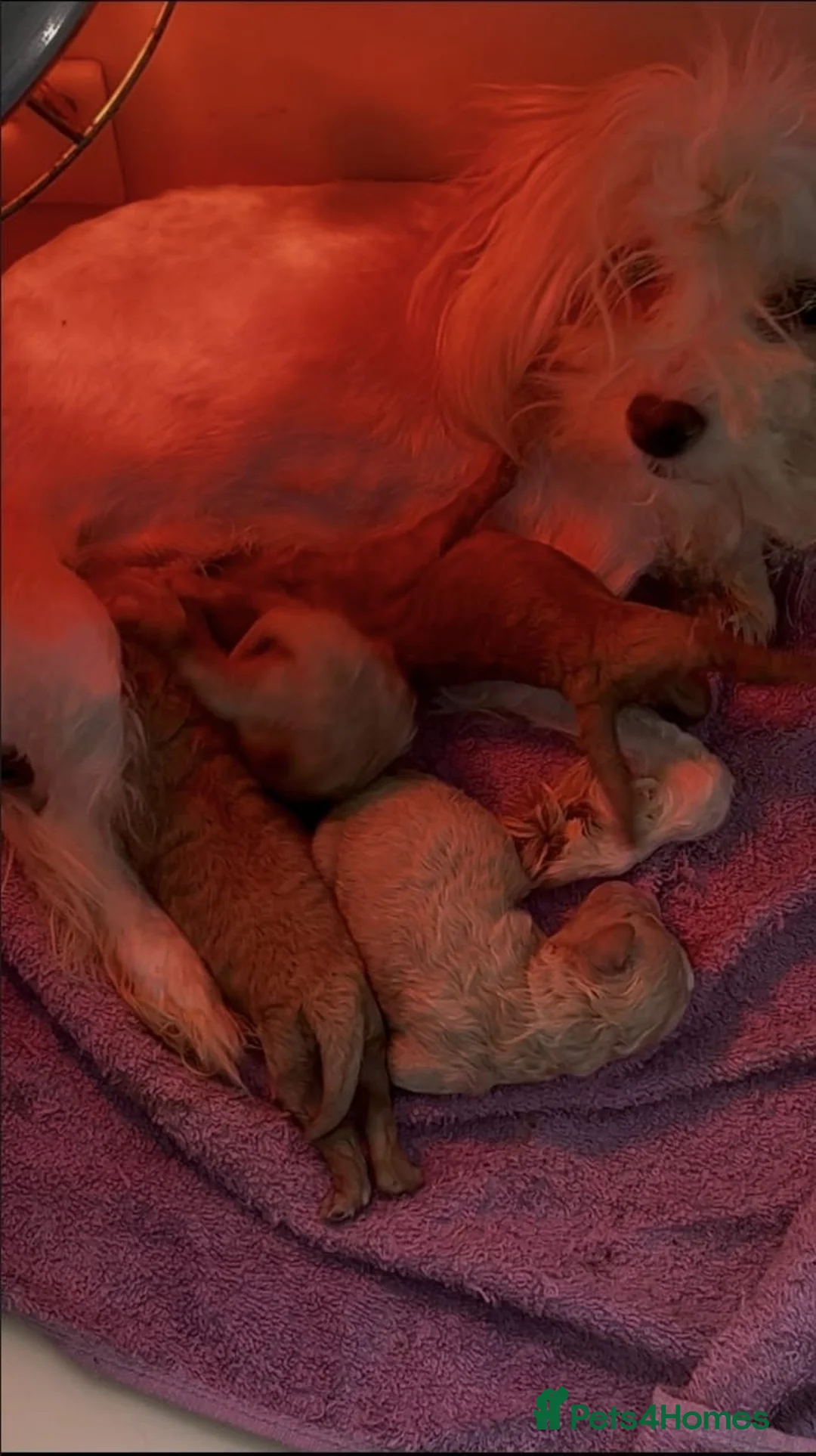 Maltipoo dogs for sale: 4 Maltipoo Puppies - 2 Apricot Girls & 2 Red Boys - Advert 18