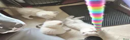 Ragdoll cats for sale:  Ragdoll Kittens –  - Advert 5