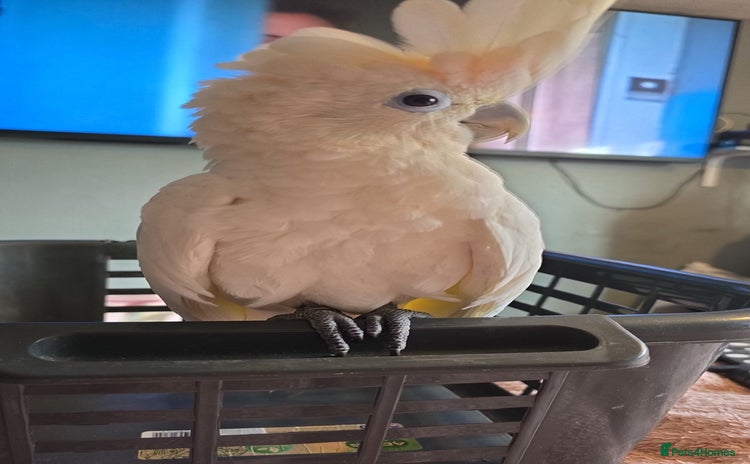 Parrots birds Beautiful parrot for sale  - Advert 8