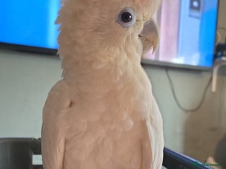 Parrots birds Beautiful parrot for sale - Advert 6