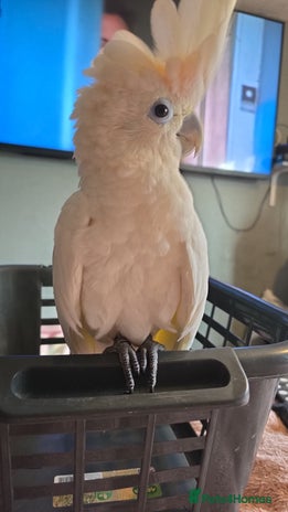 Parrots birds Beautiful parrot for sale - Advert 8