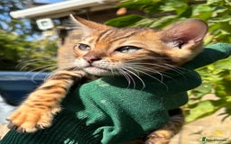 Bengal cats for sale: Stunning brown rosetted male bengal kitten - Image 3