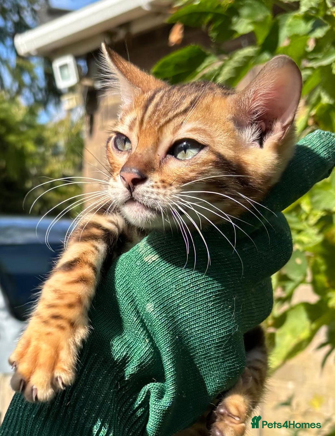 Bengal cats for sale: Stunning brown rosetted male bengal kitten - Image 3