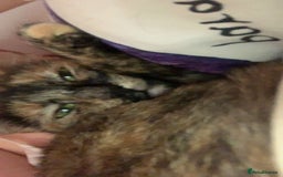 Mixed Breed cats for sale: Queen Delilah - Tortie female  - Image 15