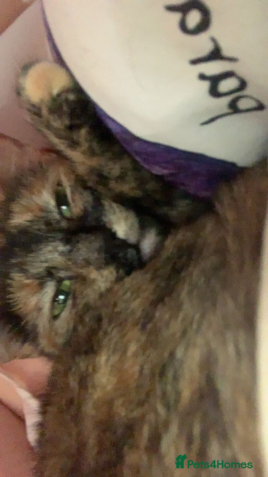 Mixed Breed cats for sale: Queen Delilah - Tortie female  - Image 15