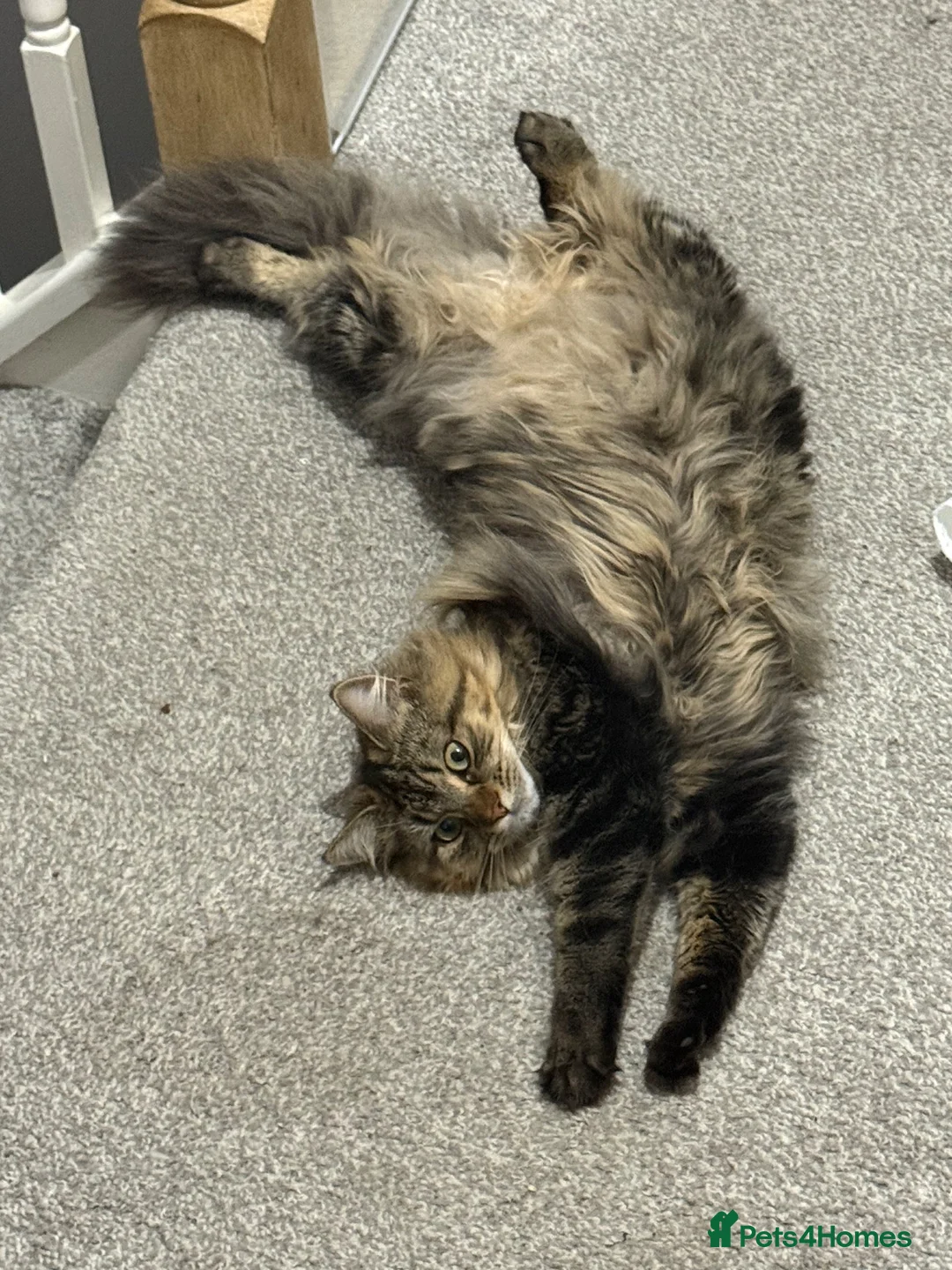 Mixed Breed cats for sale: Long haired female tabby  - Advert 2