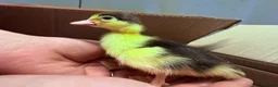 Ducks poultry for sale: Muscovy ducklings  - Advert 5