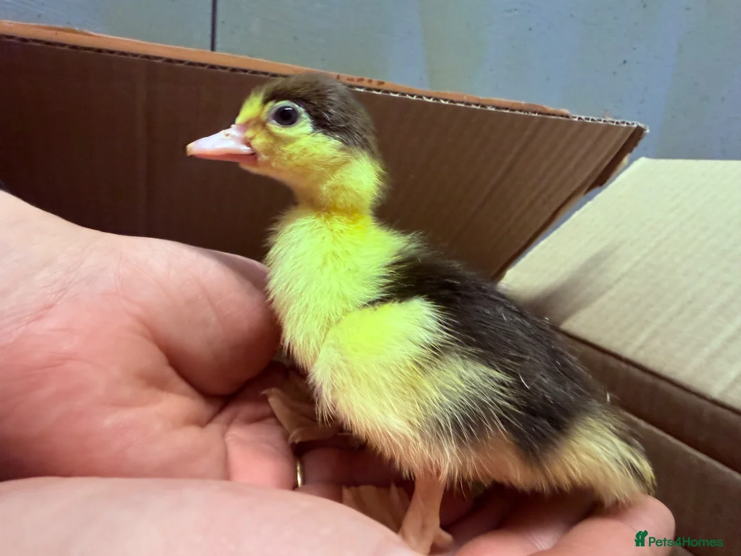 Ducks poultry for sale: Muscovy ducklings  - Advert 5