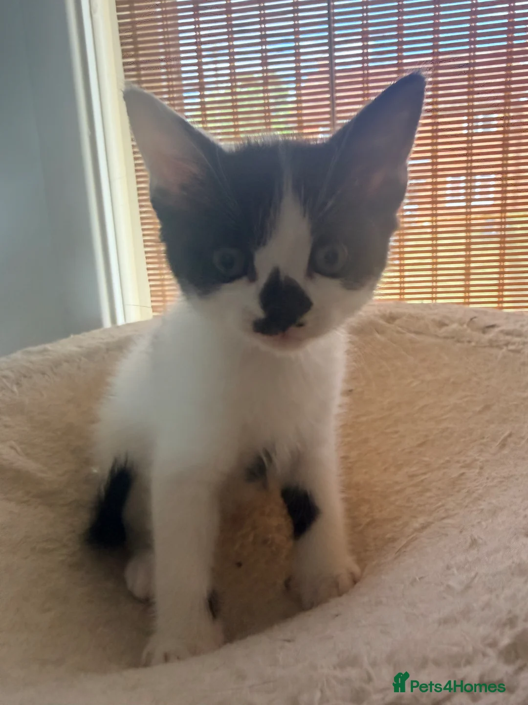Mixed Breed cats for sale: Two beautiful boys  - Advert 2