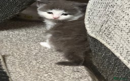 British Longhair cats for sale: 6 beautiful lovable friendly kittens - Image 7