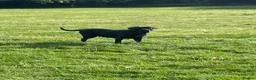 Cane Corso dogs for sale: Beautiful Cane Corso 6 years old in Luton - Advert 3
