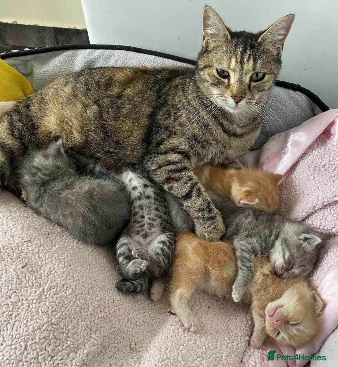 Mixed Breed cats for sale: GORGEOUS KITTYS  - Advert 17