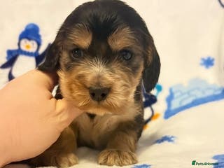 Cocker Spaniel dogs Beautiful show cocker puppies - Advert 16