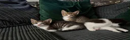 Bengal cats for sale:   😻  Adorable Bengal Mix Kittens 😸 - Advert 14