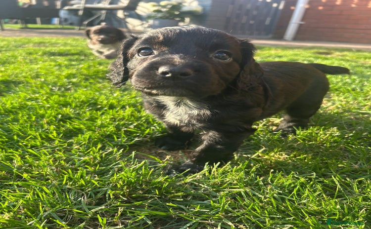 Cocker Spaniel dogs for sale in Saint Helens - Advert 14