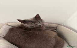 Domestic Shorthair cats for sale: Gentle female grey cat looking for new home - Image 3