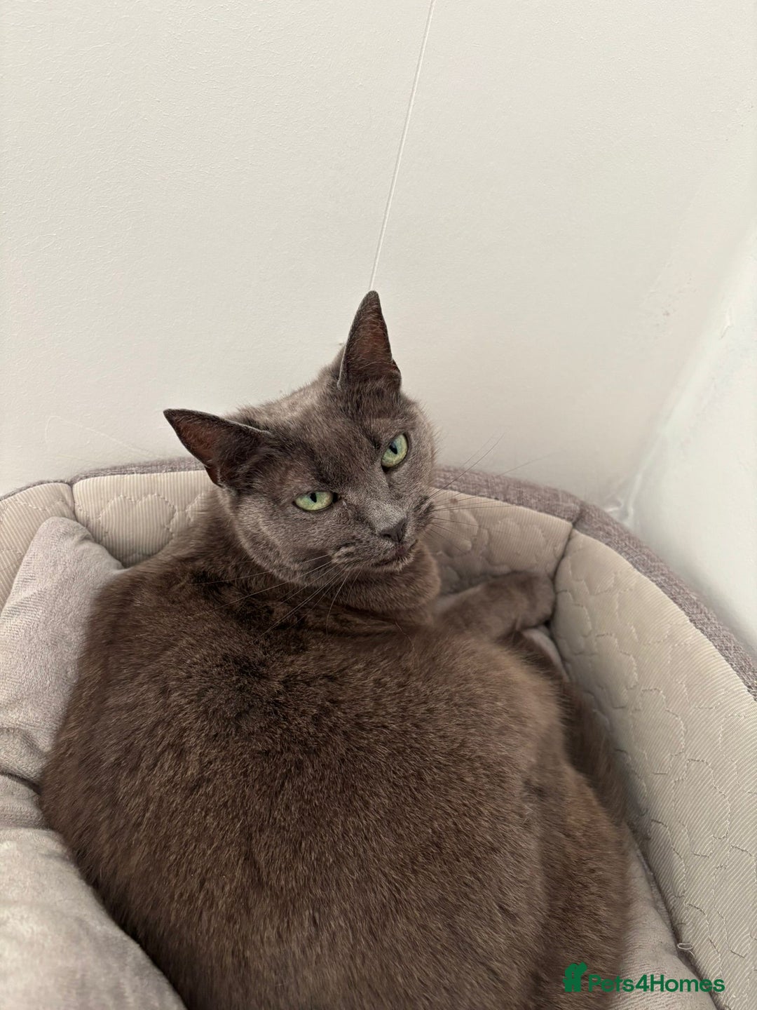 Domestic Shorthair cats for sale: Gentle female grey cat looking for new home - Image 3