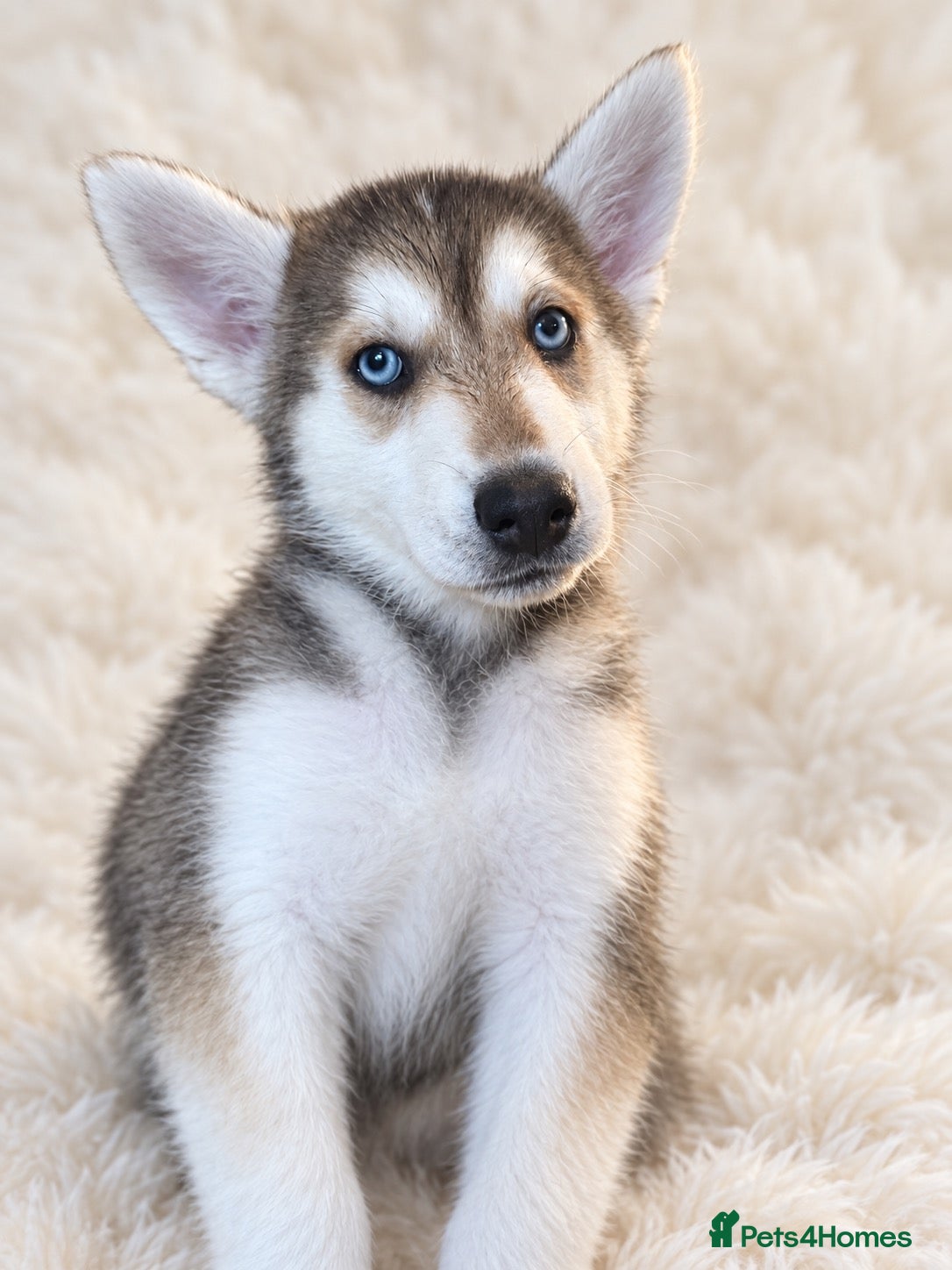 Siberian Husky dogs Stunning puppies ready to leave  - Advert 1