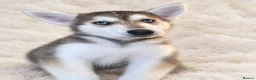Siberian Husky dogs for sale: Stunning puppies ready to leave  - Advert 13