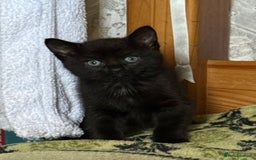 Ragdoll cats for sale: 3 x Female Kittens Ready Now  - Image 9