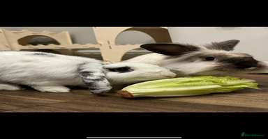 English Lop rabbits - Advert 3