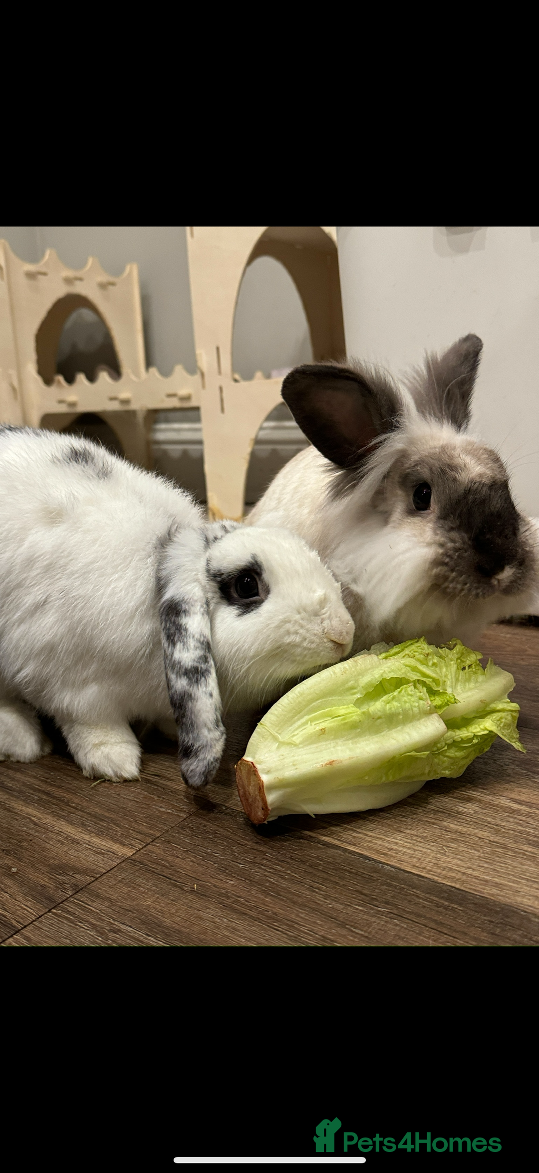 English Lop rabbits for sale: Neutered/Spayed Girl Looking for new home ASAP - Image 2