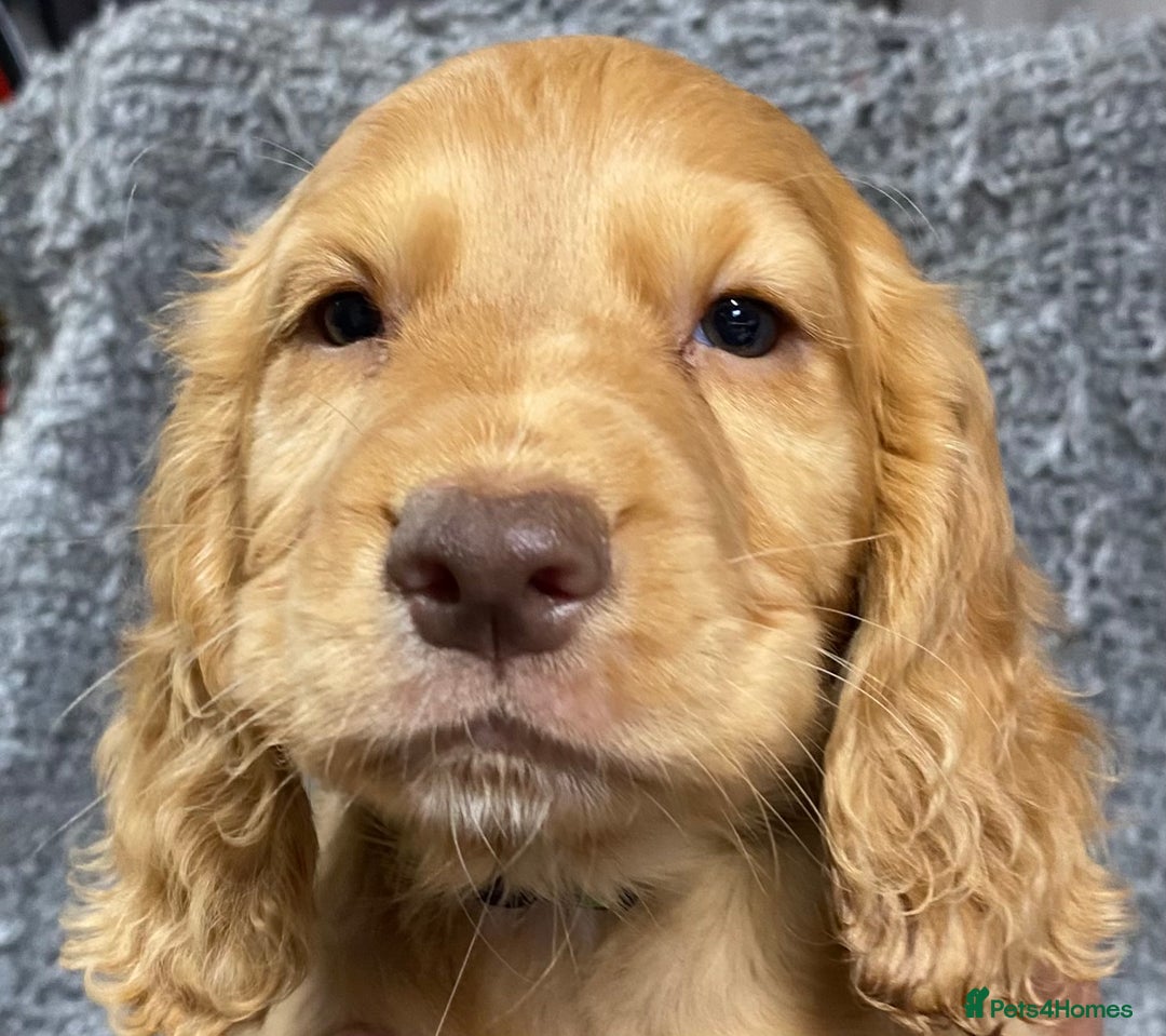Cocker Spaniel dogs for sale: 5 BEAUTIFUL COCKER SPANIEL KC REG PUPPIES - Image 17