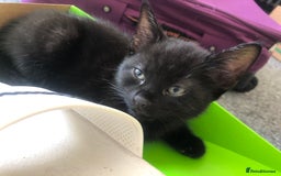 British Shorthair cats for sale: 🐾 A Rare Band of Ghost Tabby Kittens 🐾 - Image 11