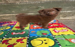 Pomeranian dogs for sale: Beautiful Pomeranian puppy’s 2 girls 1 boy.  - Image 6