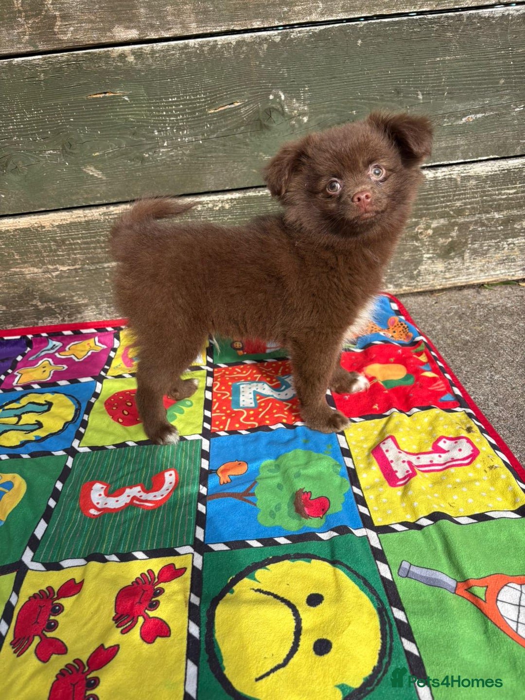 Pomeranian dogs for sale: Beautiful Pomeranian puppy’s 2 girls 1 boy.  - Image 6