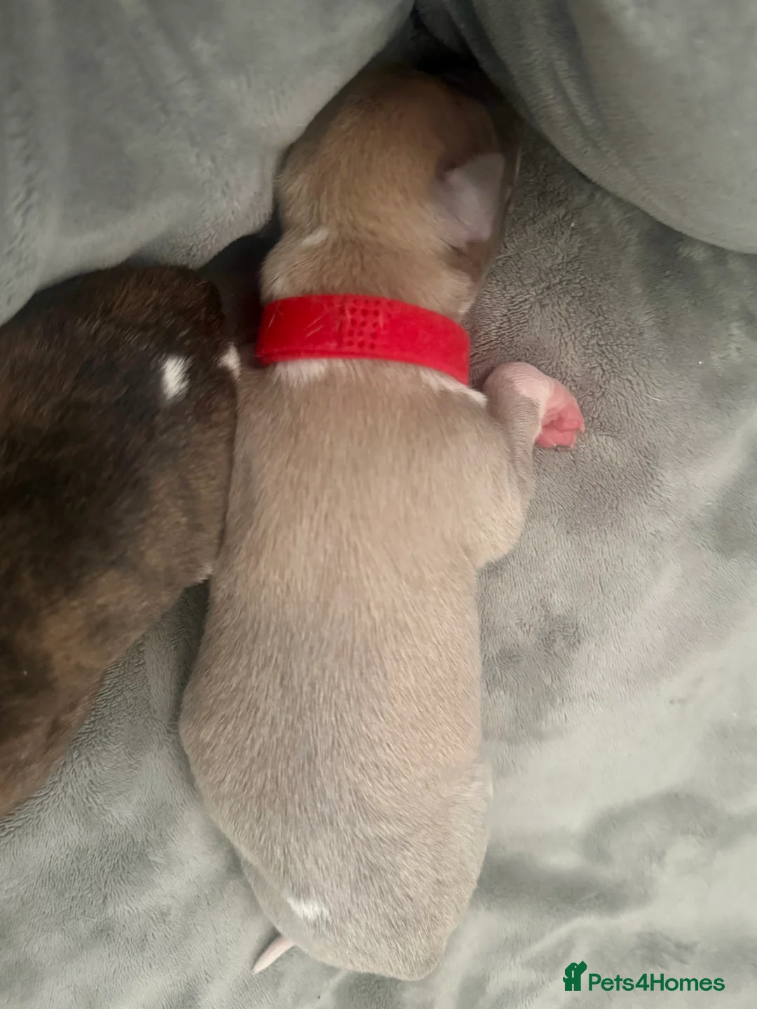 Whippet dogs for sale: Six Stunning Whippet Puppies in Mansfield - Advert 11