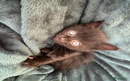 British Shorthair cats for sale: 4 adorable kittens ready for their new home!! - Image 25