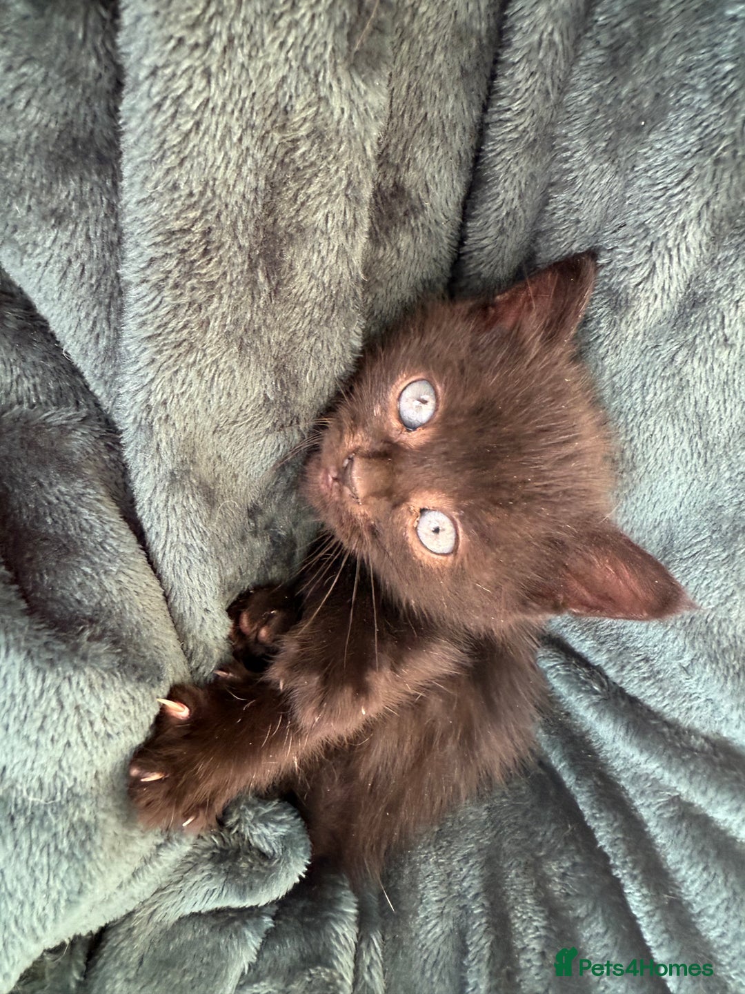 British Shorthair cats for sale: 4 adorable kittens ready for their new home!! - Image 25