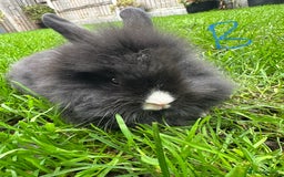 Lionhead rabbits for sale: Lionhead Rabbits For Sale  - Advert 17