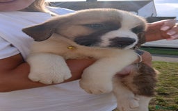 Saint Bernard dogs for sale: Saint Bernard puppies  - Image 17