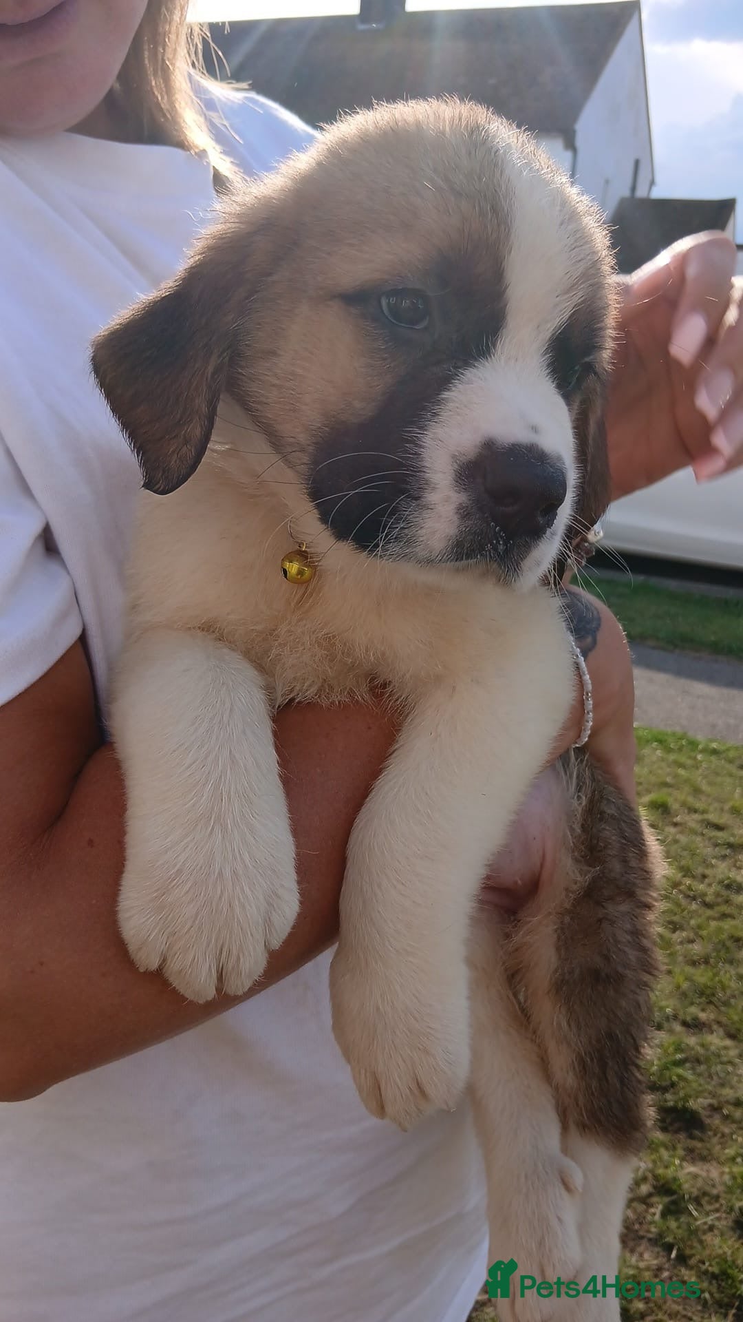 Saint Bernard dogs for sale: Saint Bernard puppies  - Image 17