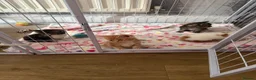 Mixed Breed cats for sale: Beautiful girl left  - Advert 5