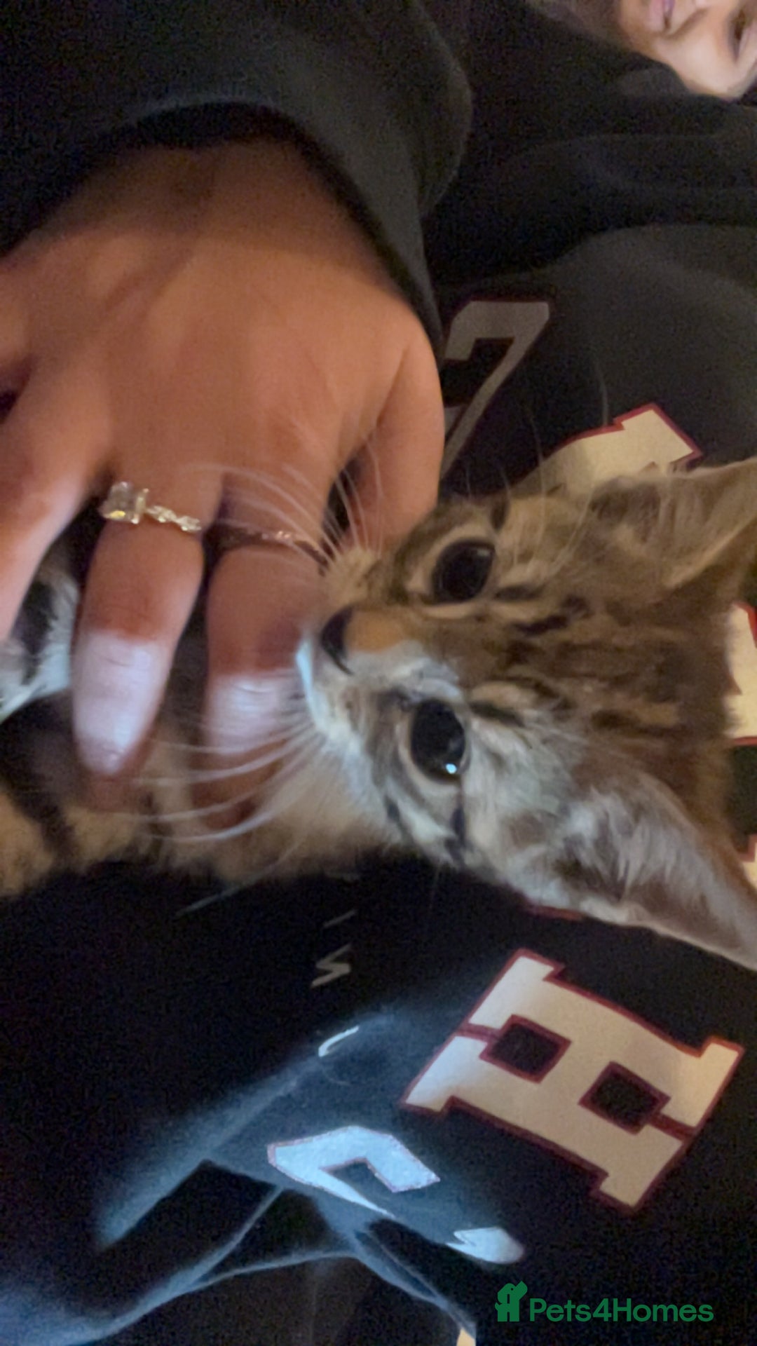 Mixed Breed cats for sale: Lovely kittens  - Advert 4